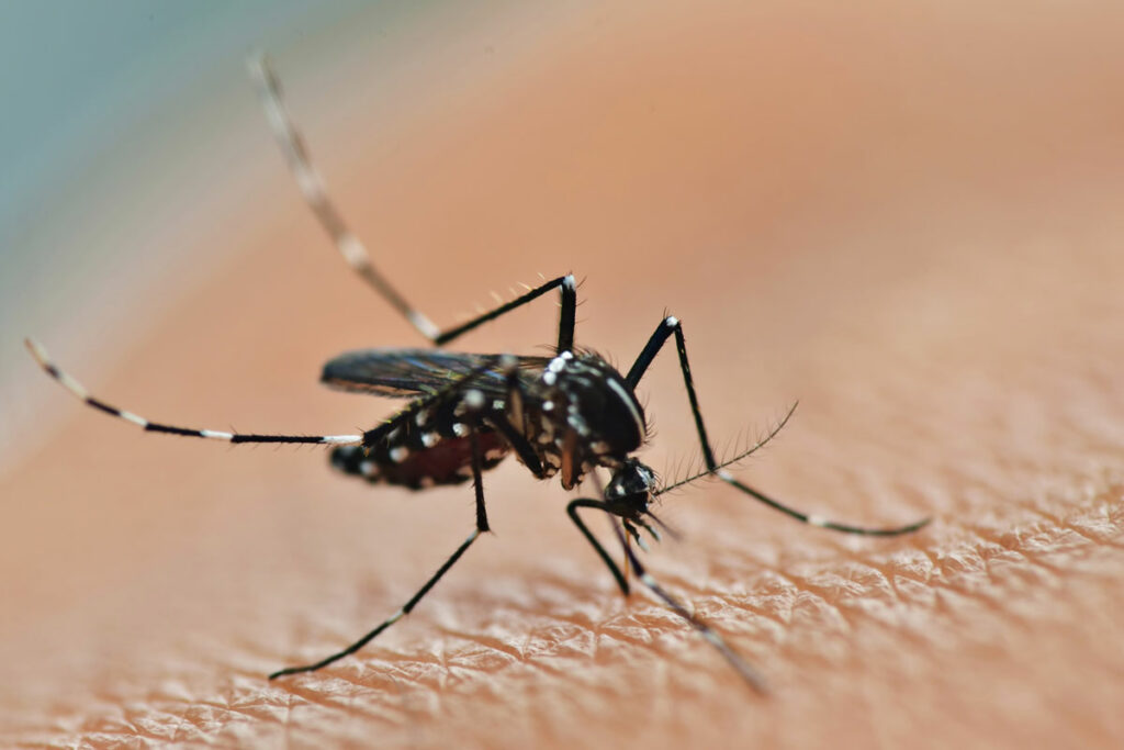 Mosquito Control Service