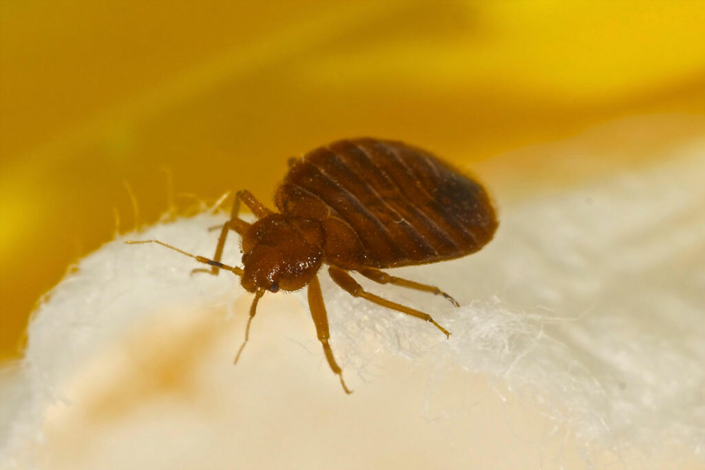 Bed Bug Control Service