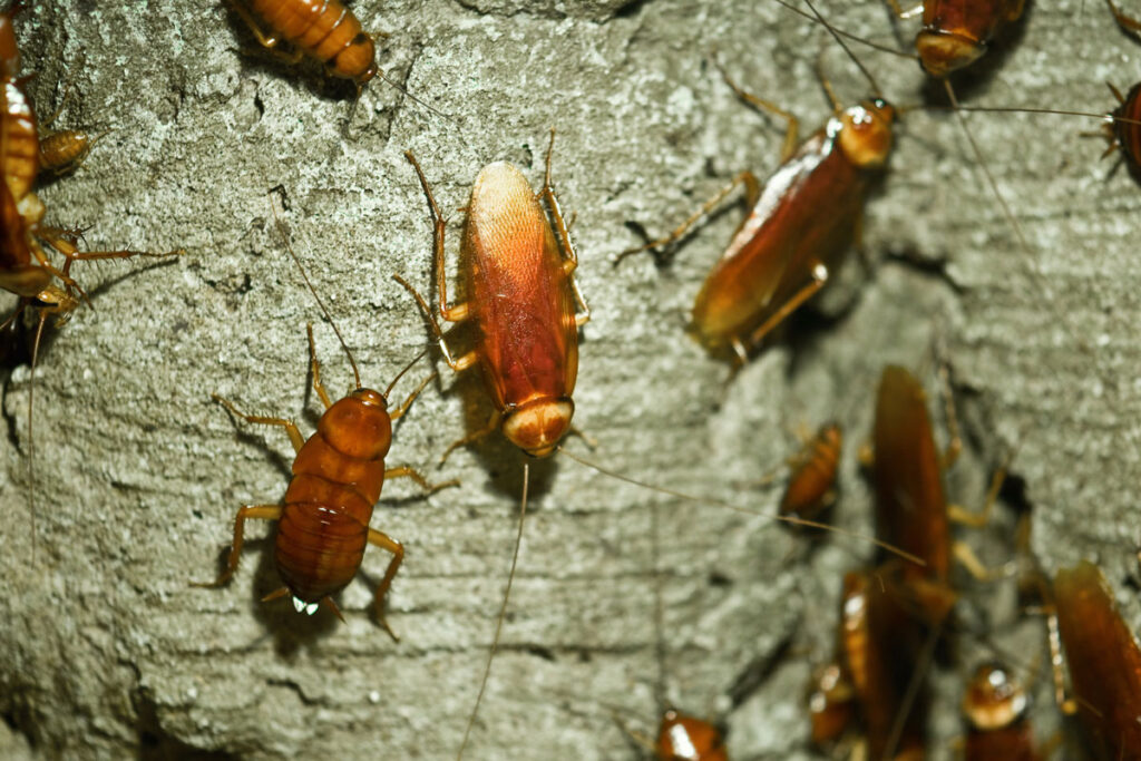 Cockroach Control Service
