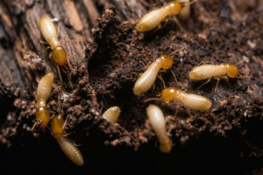 Termite Control Service
