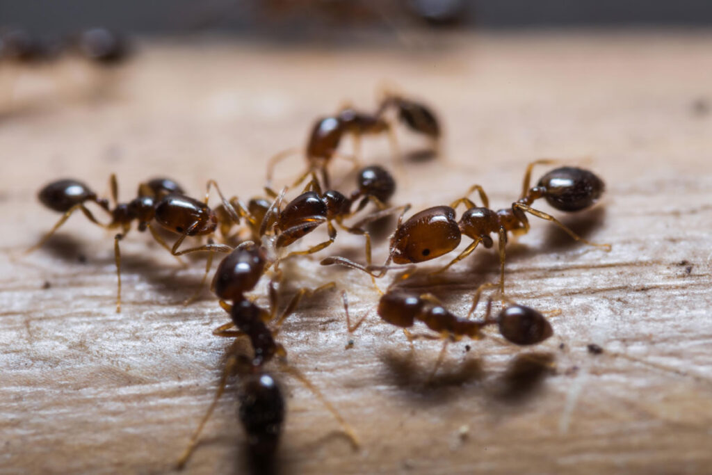 Ant Control Service